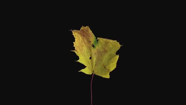 Yellow Maple Leaf Dying: Stock Video