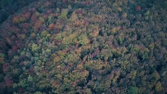 Flying Over An Autumn Forest: Stock Video
