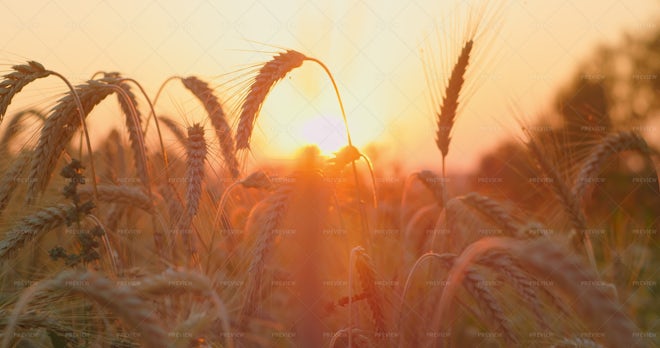 wheat field background sunset