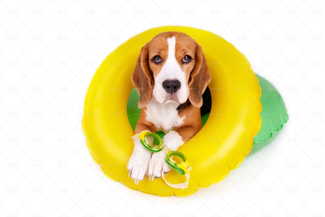 can beagles swim