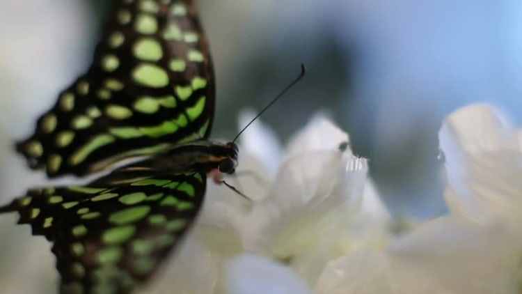 Close Up Butterfly: Stock Video