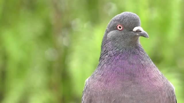 Close-up Shot Of Mature Pigeon: Stock Video