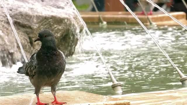 Pigeons By The Water Pool 1: Stock Video