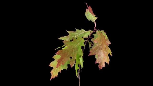 Acer Leaves Drying In Reverse: Stock Video