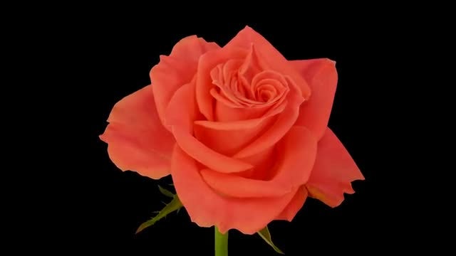 Time Lapse Of Amsterdam Rose: Stock Video