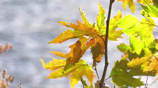 Branch With Autumn Leaves: Stock Video
