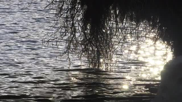 Lake Framed By Wispy Leaves: Stock Video