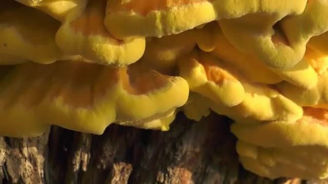 Yellow Mushroom On Tree: Stock Video