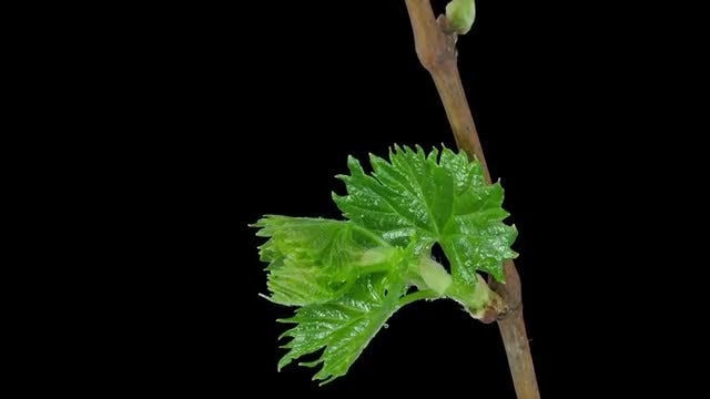 Grapevine Branch Blooming: Stock Video