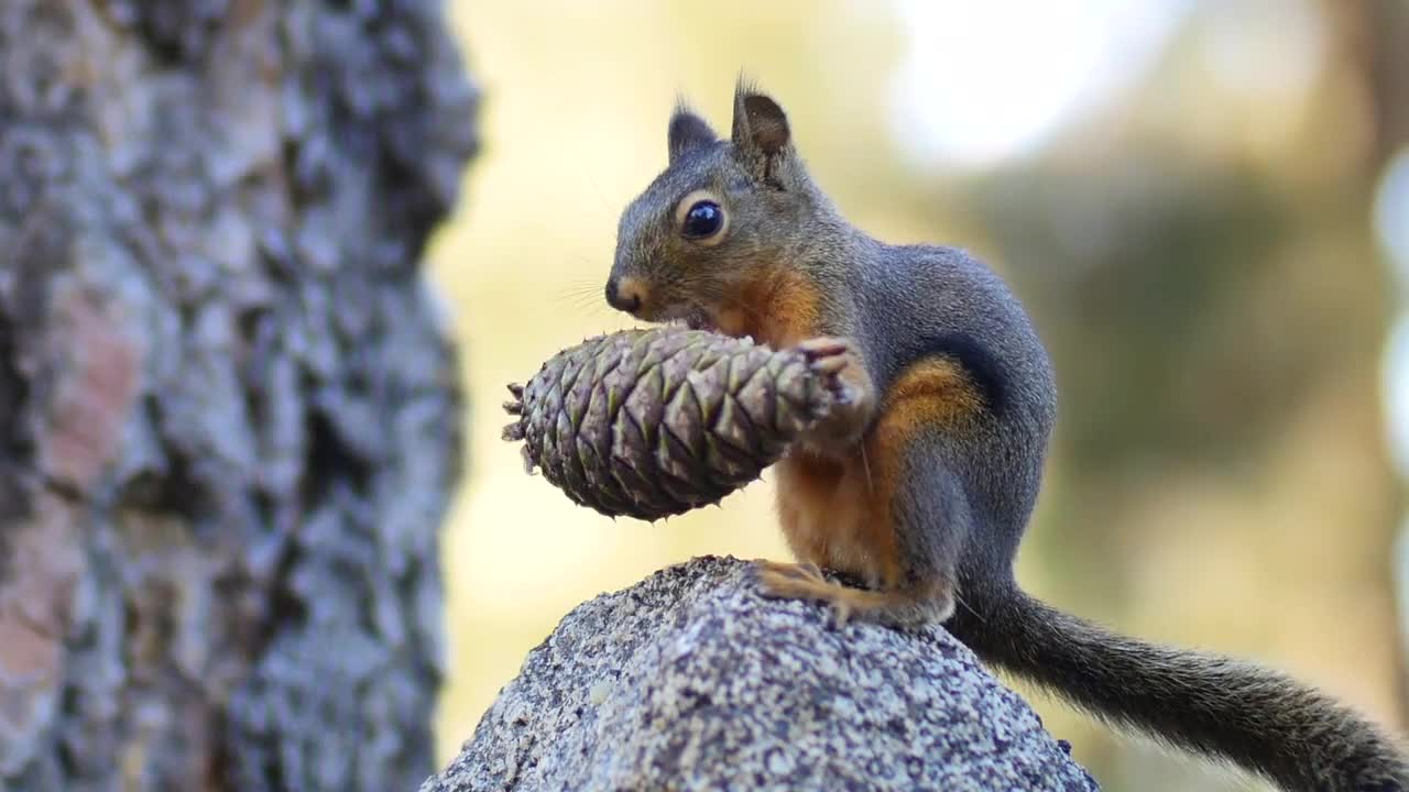 Squirrel with Pine Cone Stock Video Motion Array