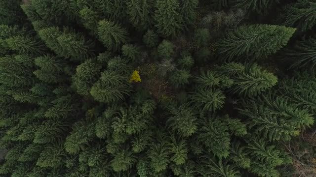 Top Down Pine Forest Shot: Stock Video