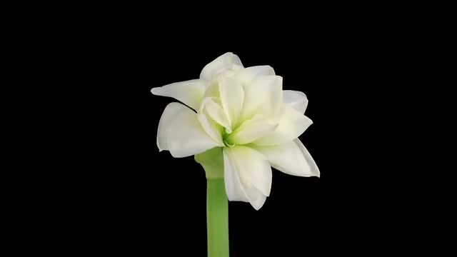 Time-Lapse of Opening White Amaryllis: Stock Video