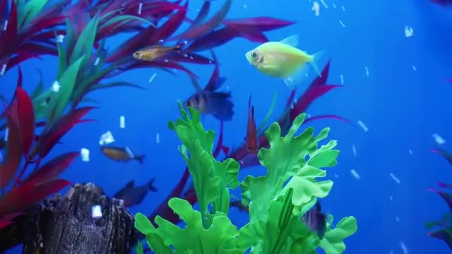Colorful Fish In The Aquarium: Stock Video