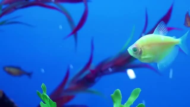 Fish Closeup In Aquarium Pack: Stock Video