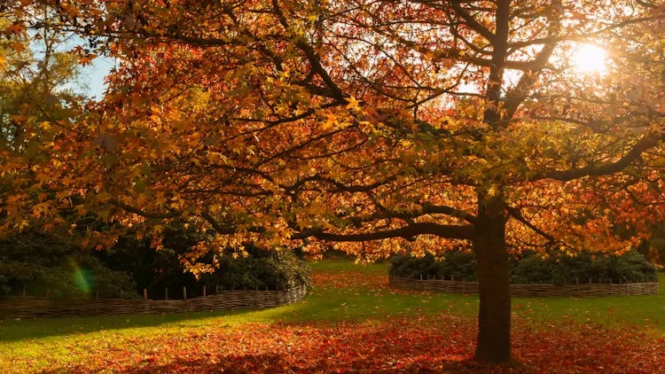 Beautiful Botanical Park In Autumn: Stock Video