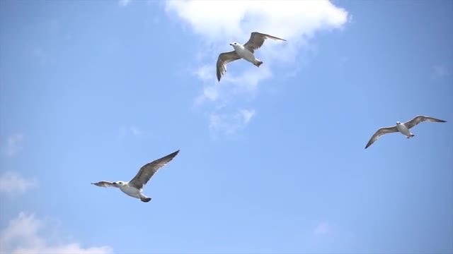 Seagulls Flying In Slow Motion: Stock Video