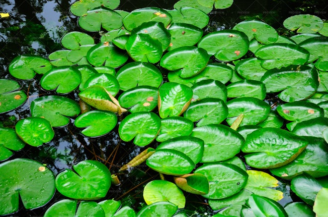 Floating Lily Pads In A Garden Stock Photos Motion Array