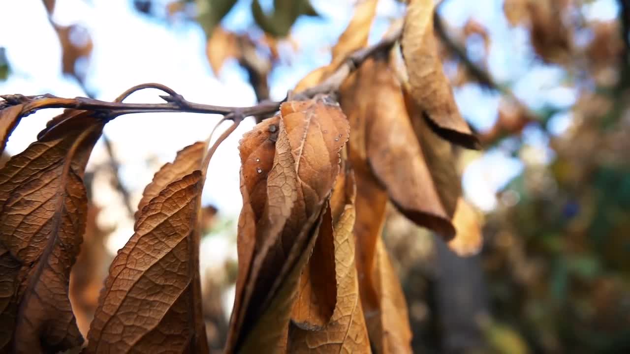 dry-leaves-on-tree-branch-stock-video-motion-array