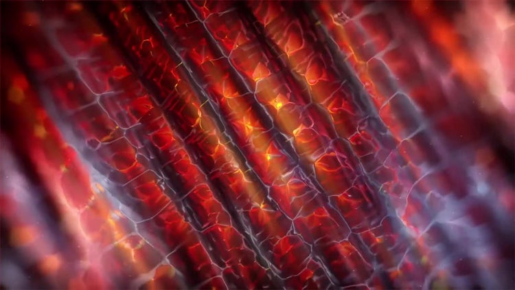 Fiery Tubes Motion Background: Stock Motion Graphics