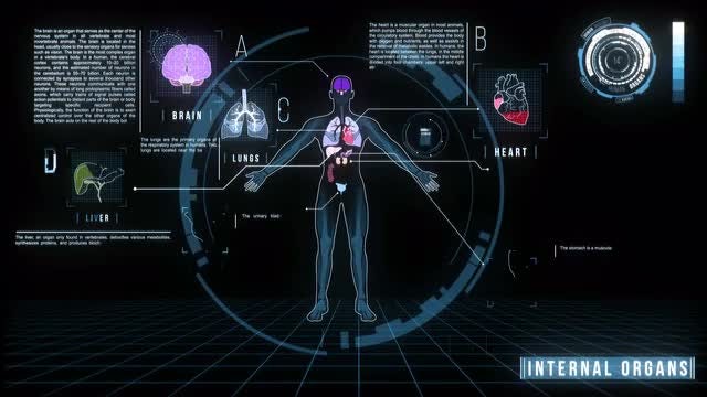 Human Internal Organs Screen: Stock Motion Graphics