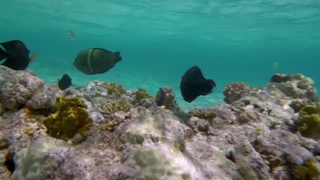 Coral Reef: Stock Video