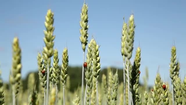 Barley In Summer: Stock Video