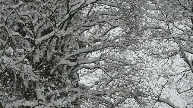 Snow Falling On Trees: Stock Video