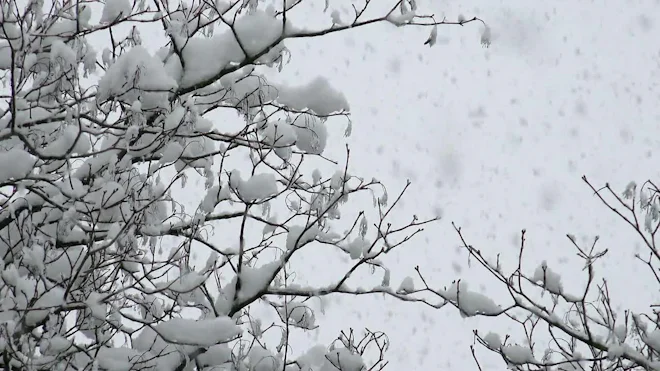 Falling Snow Toque Snow Falling On Trees