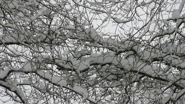 Tree Branches Covered In Snow: Stock Video