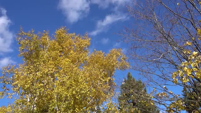 Autumn Trees Swaying In Wind: Stock Video