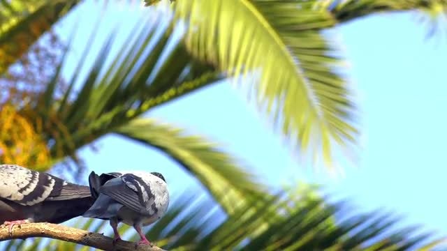 Pigeons Resting On Palm Tree: Stock Video