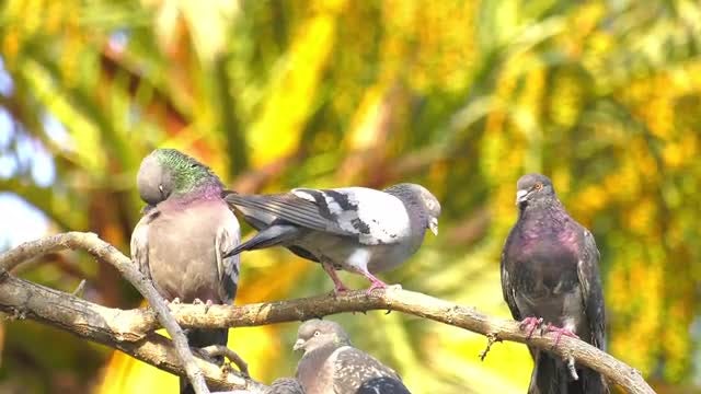 Three Pigeons: Stock Video