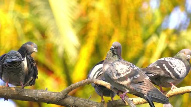 Pigeons On A Tree Branch: Stock Video
