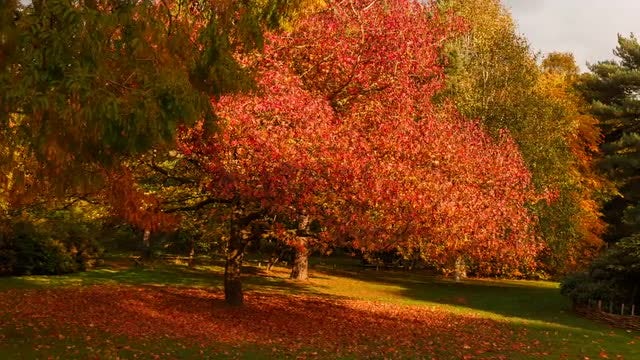 Colorful Trees In The Park: Stock Video