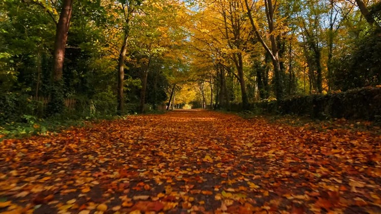 Walking On Autumn Forest: Stock Video