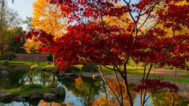 Autumn Shot Of Japanese Garden: Stock Video
