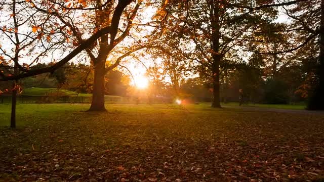 Bare Trees In An Autumn Forest: Stock Video