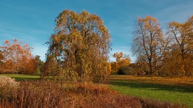 Tracking Shot Of Autumn Forest: Stock Video