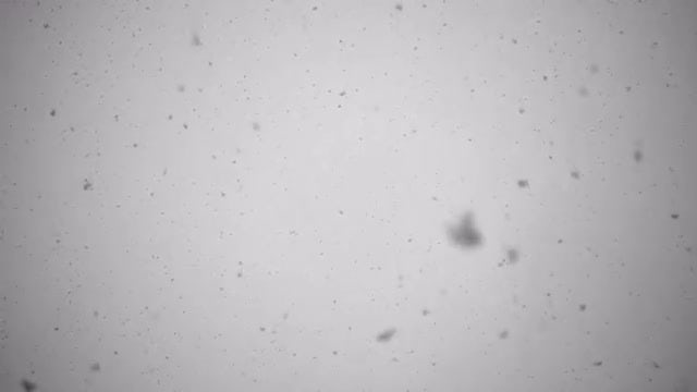 Snow Falling: Stock Video