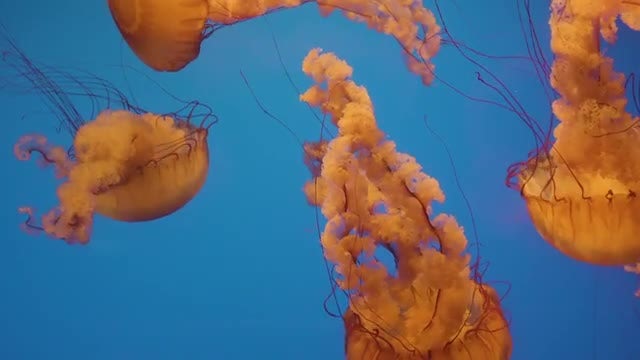 Smack Of Jellyfish Swimming: Stock Video