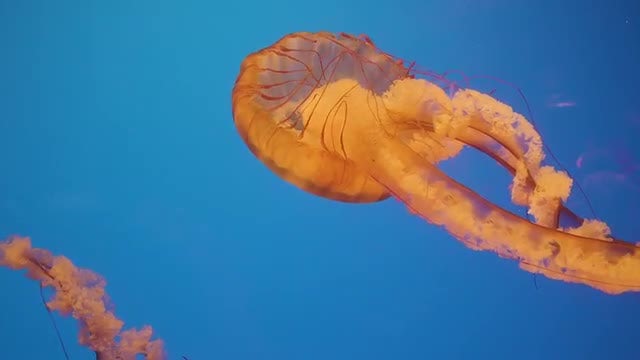 Jellyfish Spreading Out Its Bell: Stock Video
