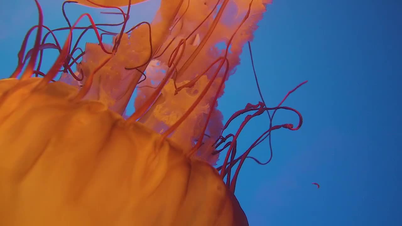 Jellyfish Bell Closeup Under Water - Stock Video | Motion Array