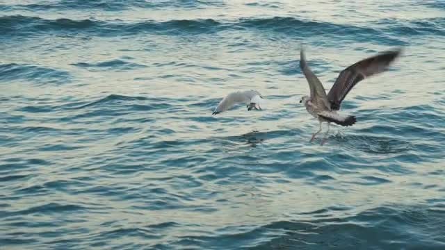 Seagulls On The Seacoast: Stock Video