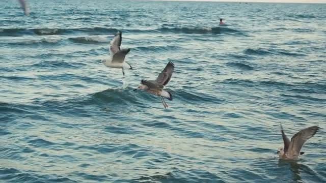 Seagulls Flying Over The Ocean: Stock Video
