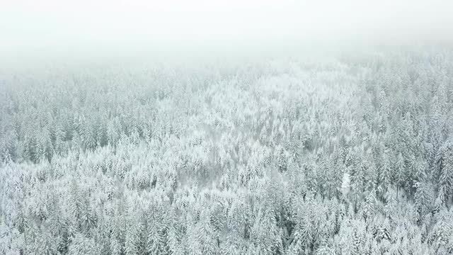 Snowy Forest Aerial: Stock Video