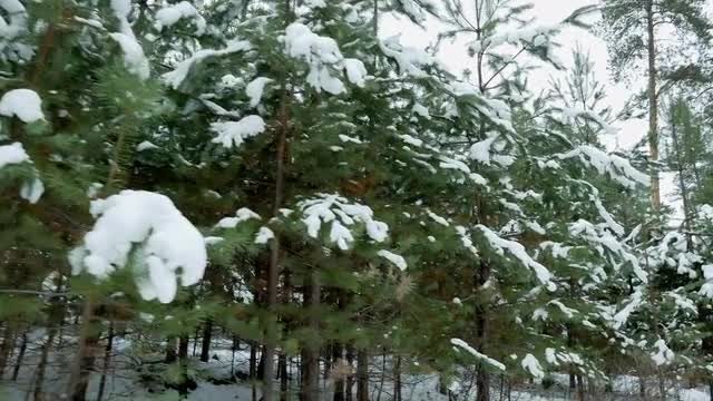 Small Fir Trees In Winter: Stock Video