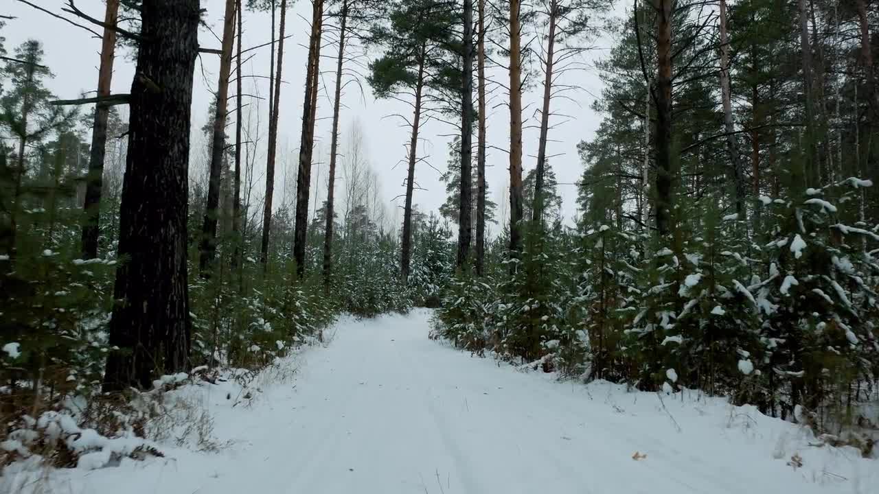 Snow-covered Forest Floor - Stock Video | Motion Array