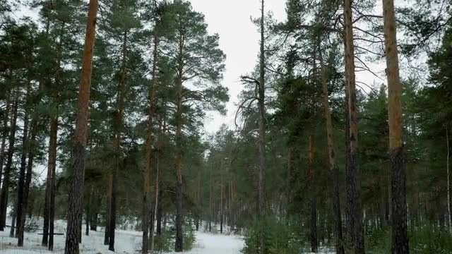 POV Of Pine Trees: Stock Video