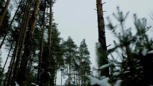 Low-Angle Shot Of Pine Trees: Stock Video