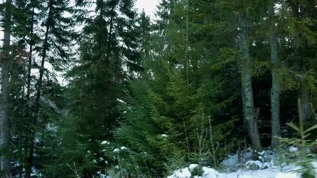 Driving Through A Forest: Stock Video